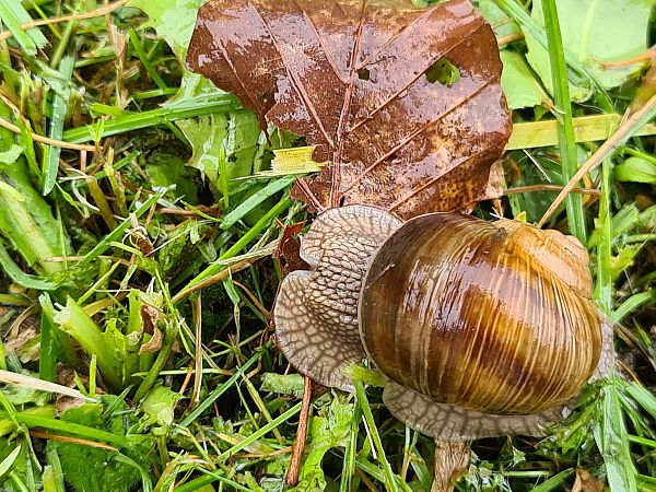 Helix pomatia  - Fabrizio Florit (FVG)