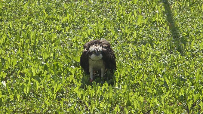 Falco pescatore  - Michael Bergamo