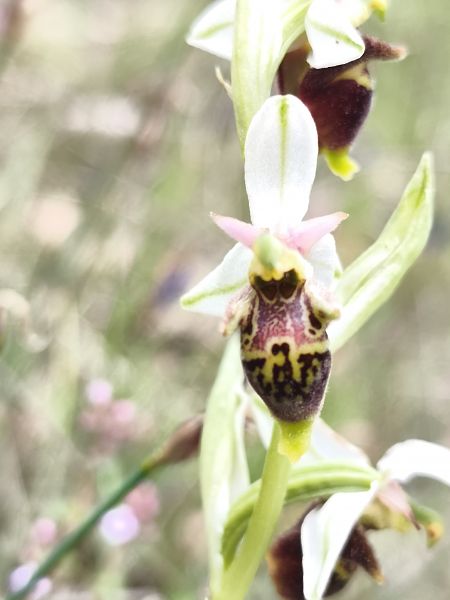 Ophrys fuciflora subsp. druentica  - Richard Fay