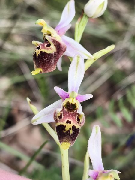 Ophrys fuciflora subsp. druentica  - Richard Fay