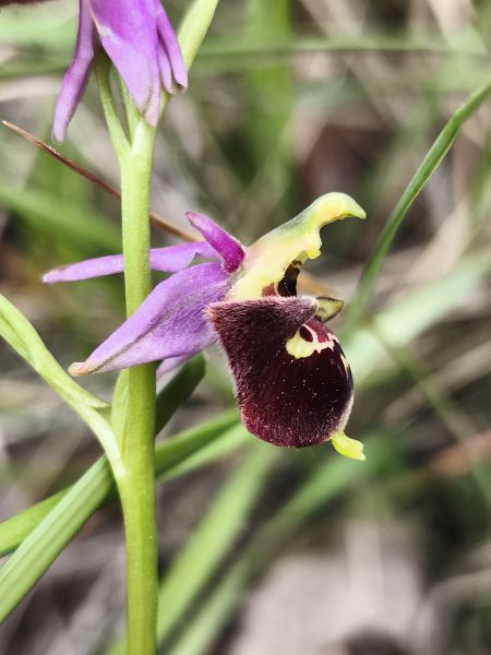 Ophrys fuciflora subsp. druentica  - Richard Fay