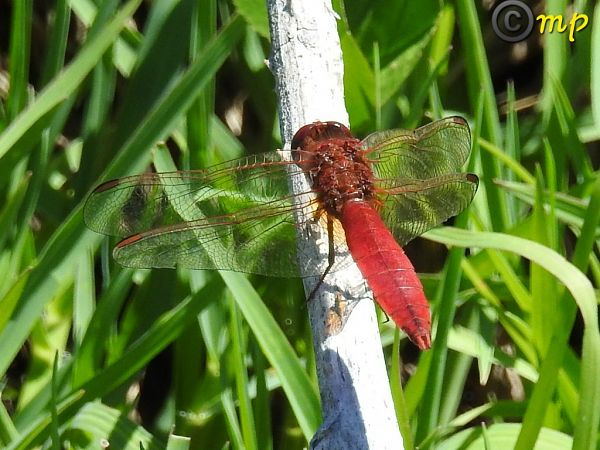 Crocothemis erythraea  - Mario Paloni