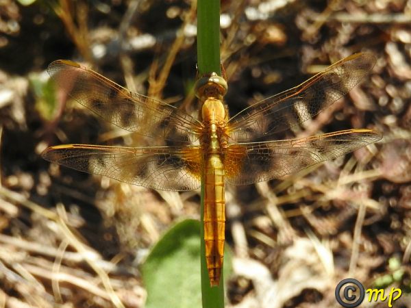 Crocothemis erythraea  - Mario Paloni
