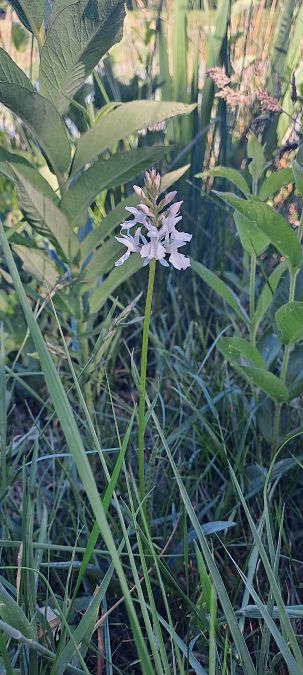 Dactylorhiza fuchsii  - Marc et M-Joëlle Silvestre