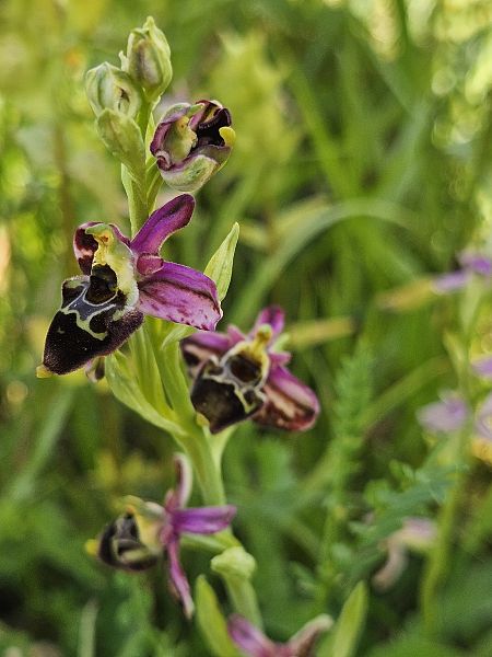 Ophrys fuciflora  - Nina Scheibel