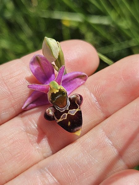 Ophrys fuciflora  - Nina Scheibel