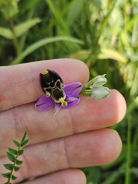 Ophrys fuciflora  - Nina Scheibel