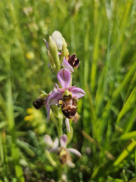 Ophrys fuciflora  - Nina Scheibel