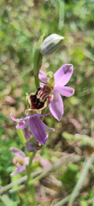 Ophrys apifera var. curviflora  - Laurence Gourdel