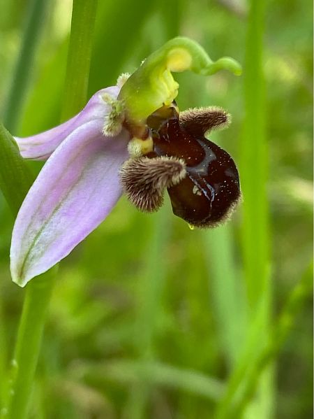 Ophrys apifera f. fulvofusca  - Jean-Pierre Crepeau