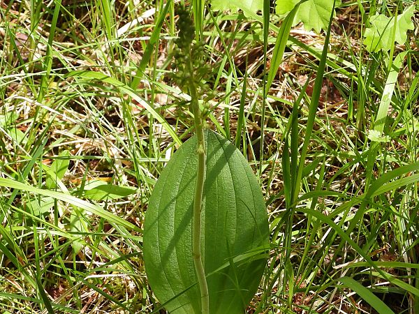 Neottia ovata  - Marie-Laure Miège