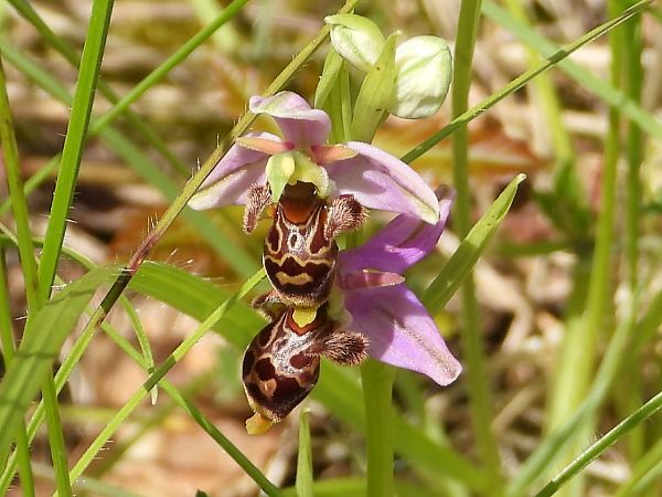 Ophrys scolopax  - Marie-Laure Miège