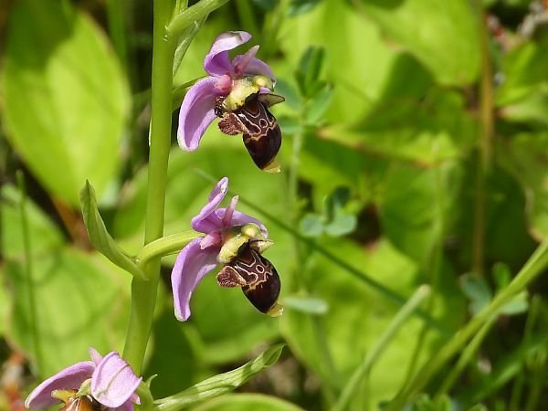Ophrys scolopax  - Marie-Laure Miège