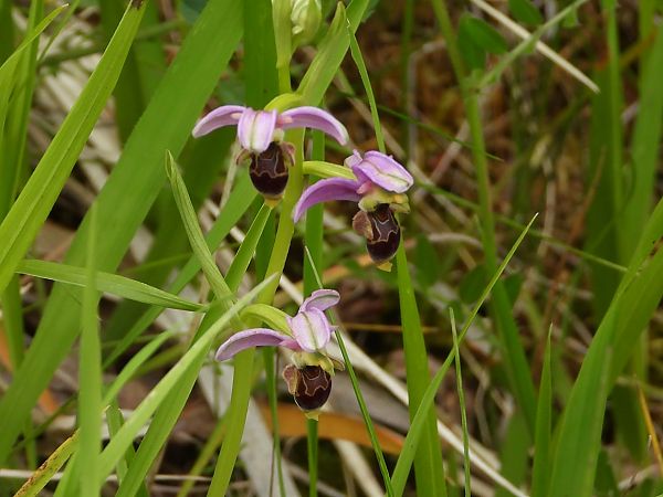 Ophrys scolopax  - Marie-Laure Miège