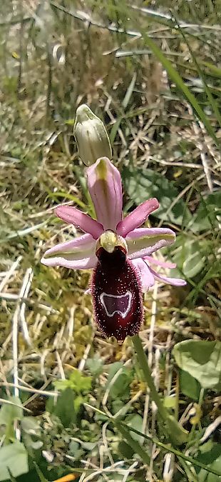Ophrys drumana  - Bruno Veillet