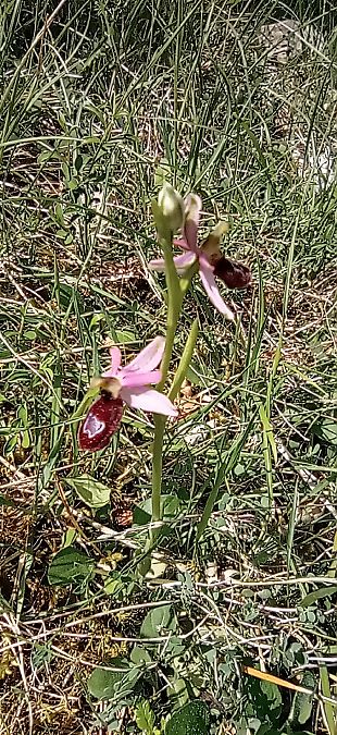 Ophrys drumana  - Bruno Veillet