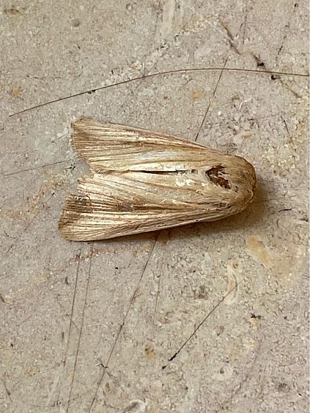 Leucania loreyi  - Maria Rita Gelso