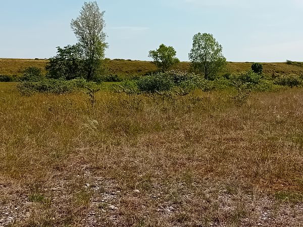 Ailanthus altissima  - Ornella Sclauzero Cfr (FVG)