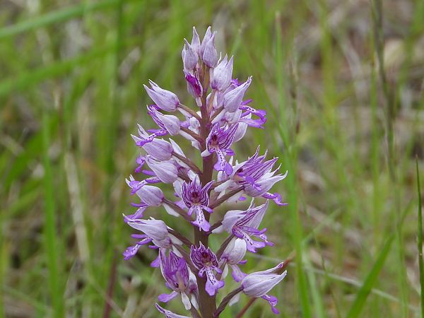Orchis militaris  - Marie-Laure Miège