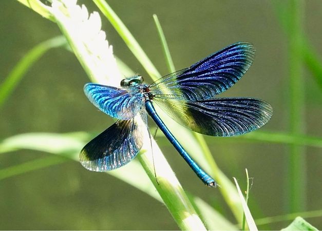 Calopteryx splendens  - Ivano Candon