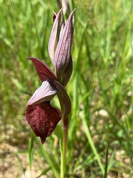 Serapias cordigera  - Joelle Brassens