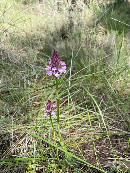 Anacamptis pyramidalis  - Pepa Baliu