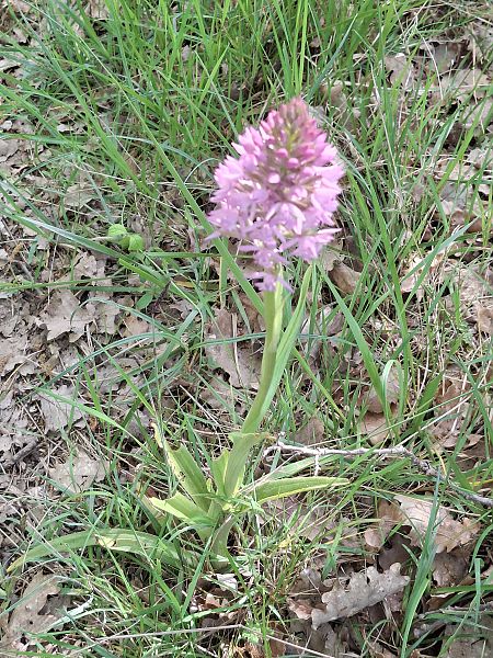 Anacamptis pyramidalis  - Jacques Sery