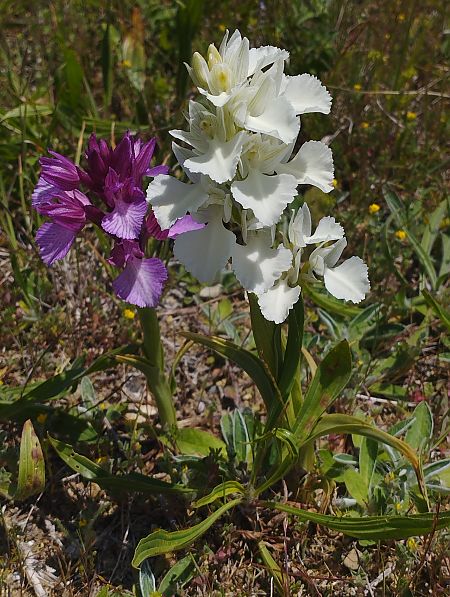 Anacamptis papilionacea var. expansa  - Gérard Joseph