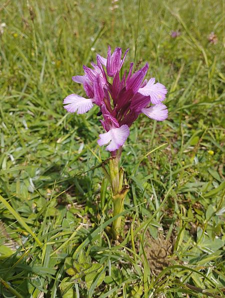 Anacamptis papilionacea var. expansa  - Gérard Joseph