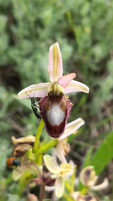 Ophrys catalaunica  - Enric Bringués