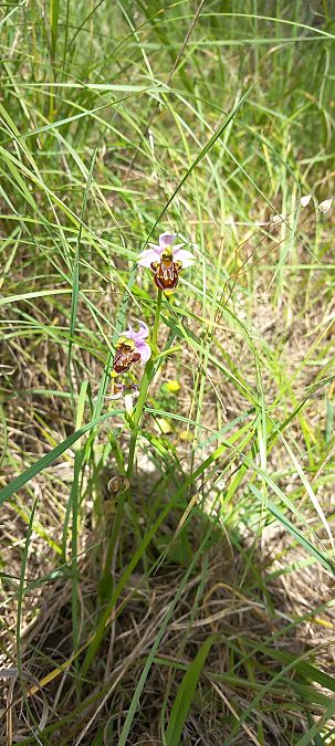 Ophrys vetula  - Gerard Chassan