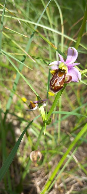 Ophrys vetula  - Gerard Chassan