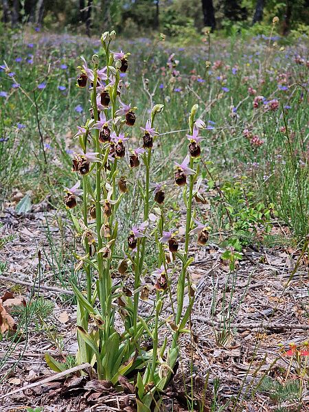 Ophrys fuciflora subsp. druentica  - Diane Raibaut