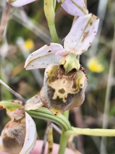 Ophrys fuciflora subsp. druentica  - Richard Fay