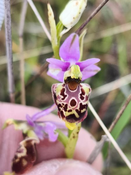 Ophrys fuciflora subsp. druentica  - Richard Fay
