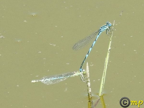 Erythromma lindenii  - Mario Paloni