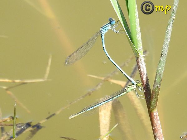 Erythromma lindenii  - Mario Paloni