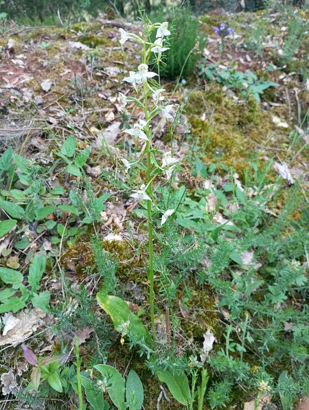 Platanthera chlorantha  - Guillem Bagaria
