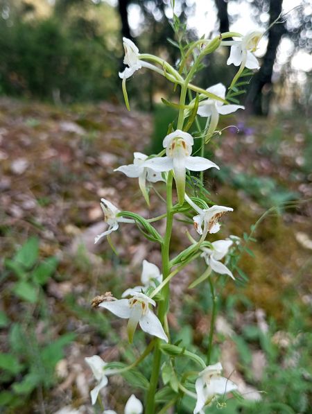 Platanthera chlorantha  - Guillem Bagaria