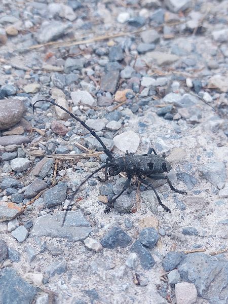 Morimus asper funereus  - Giulio Polo (FVG)