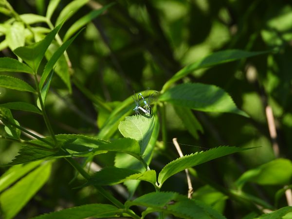 Coenagrion puella  - Alessio Franciosi