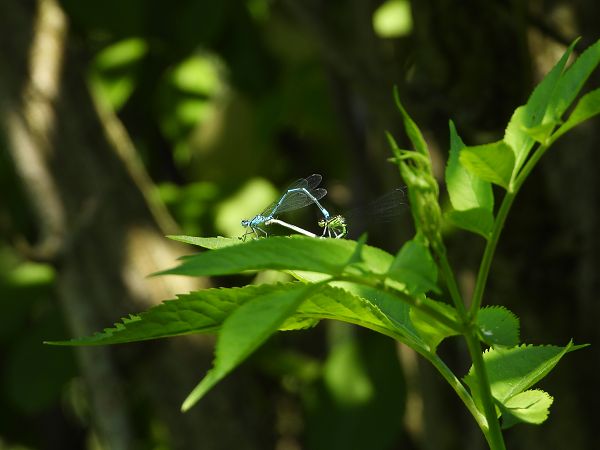 Coenagrion puella  - Alessio Franciosi