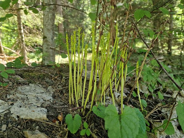 Corallorhiza trifida  - Diane Raibaut