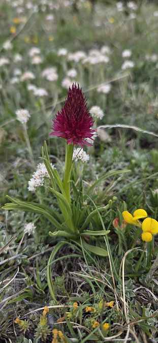 Gymnadenia corneliana f. bourneriasii  - Jean Bastianelli