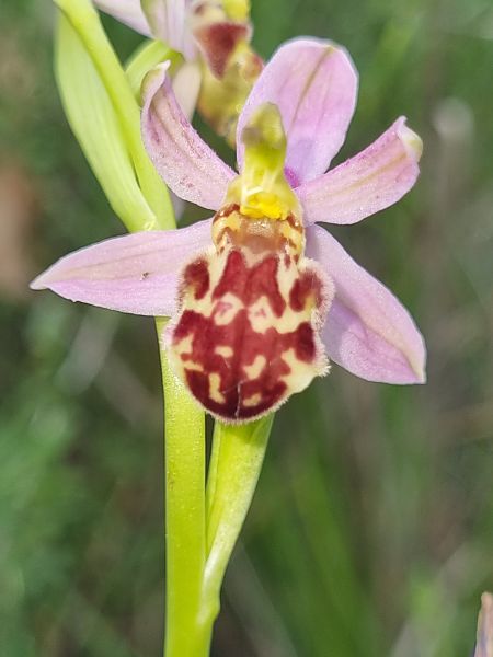 Ophrys apifera var. saraepontana  - Virgile Gazzaniga