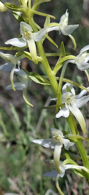 Platanthera bifolia 
