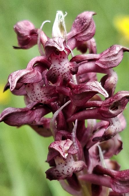 Anacamptis coriophora 