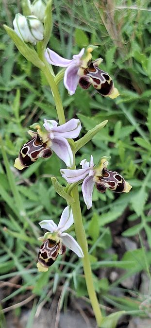 Ophrys corbariensis 
