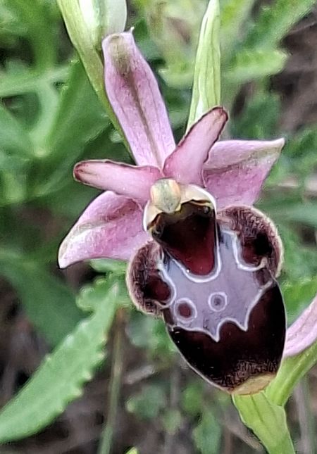 Ophrys corbariensis 