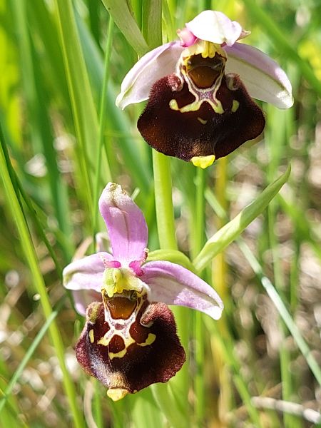 Ophrys fuciflora  - Bernard Sonnerat